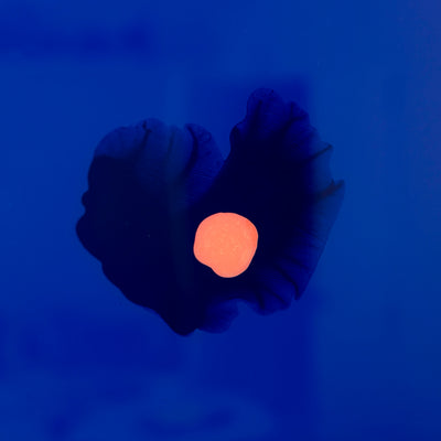 Zadie - Original 3D Artwork by Jen Sievers